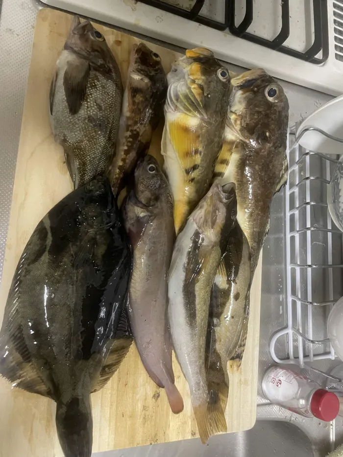 まな板に並べた釣果の魚