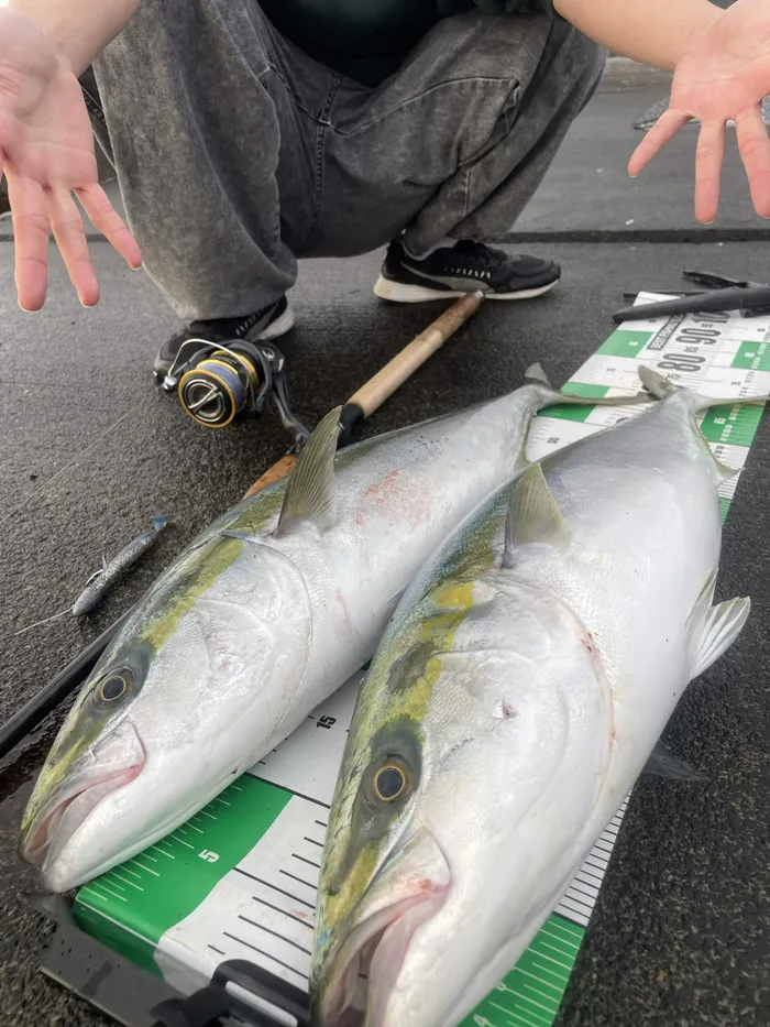 メジャーの上に並べた釣果の魚 2 本